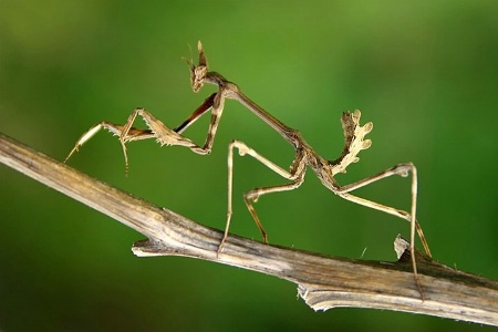 Mantodea