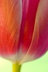 Tulip Fringing