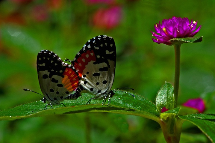 Butterfly mating - ID: 5493421 © VISHVAJIT JUIKAR