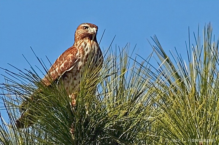 Hawk in the Pines