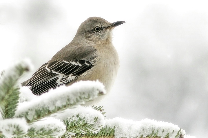 Mockingbird - ID: 5493533 © Laurie Daily