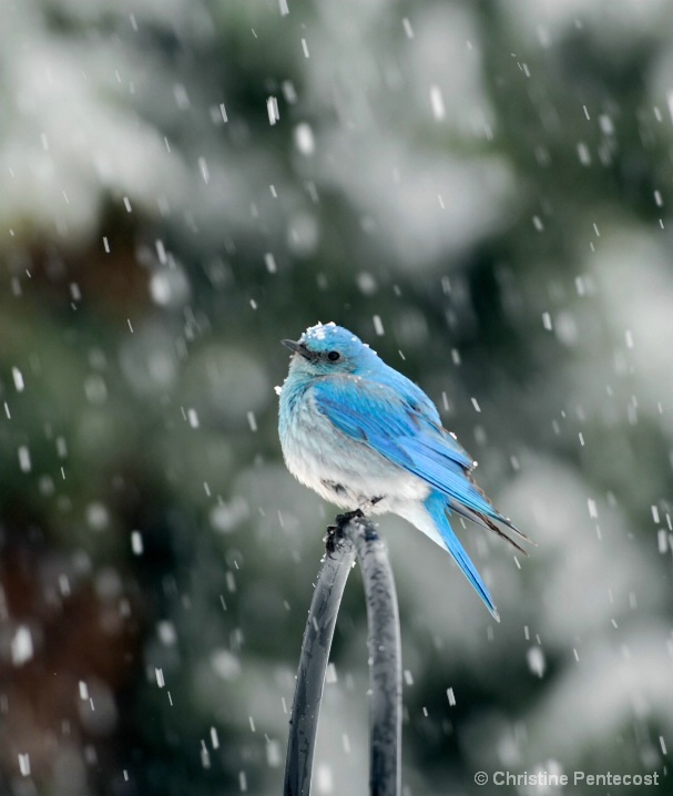 "Mountain Bluebird"