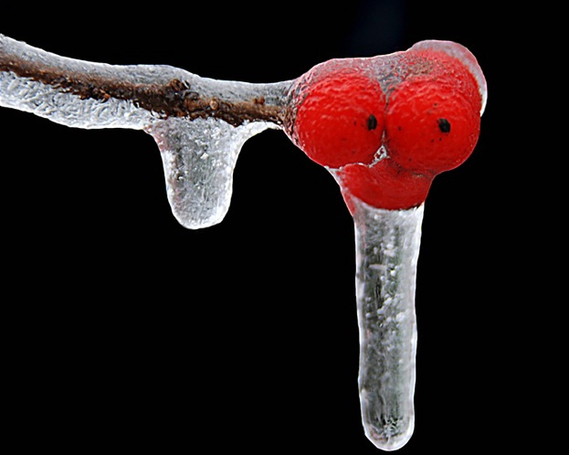 Ice Storm In Red - ID: 5498133 © William S. Briggs