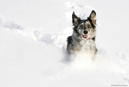 ~Snow Dog~