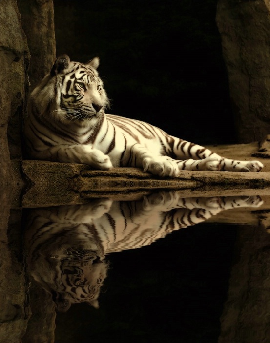 White Tiger