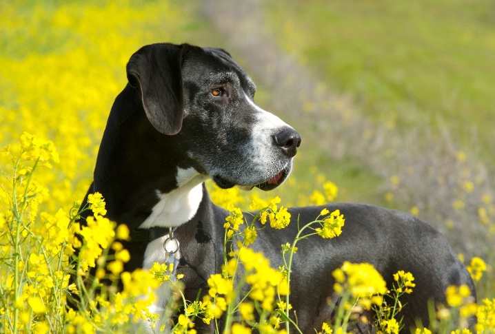 Fields of Yellow