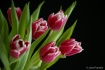 tulip_36