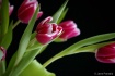 tulip_19