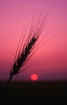 Harvest Sunset