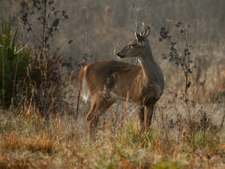 young buck in the fog - ID: 5504088 © Michael Cenci