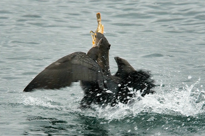 Cormorants Fighting Over Fish - ID: 5508085 © John Tubbs