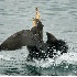 2Cormorants Fighting Over Fish - ID: 5508085 © John Tubbs