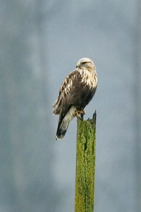 Rough-legged Hawk - ID: 5508086 © John Tubbs
