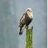 2Rough-legged Hawk - ID: 5508086 © John Tubbs