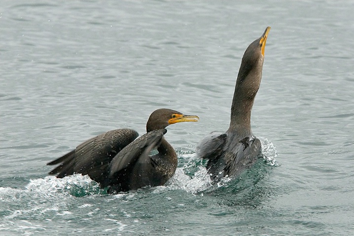 Cormorant Swallowing Fish - 2 - ID: 5508088 © John Tubbs