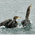 2Cormorant Swallowing Fish - 2 - ID: 5508088 © John Tubbs