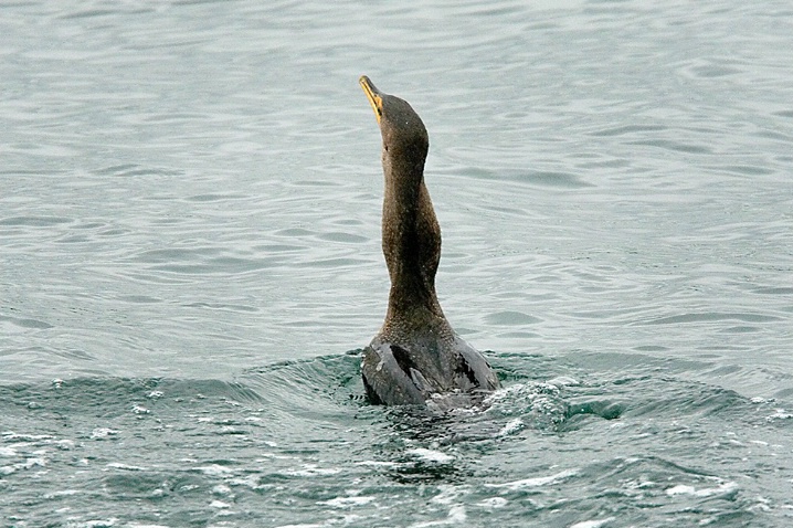 Cormorant Swallowing Fish-3 - ID: 5508097 © John Tubbs