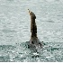 2Cormorant Swallowing Fish-3 - ID: 5508097 © John Tubbs