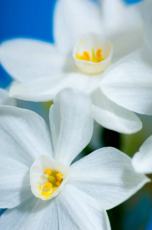 Narcissus on Blue