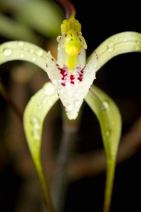 Cossack Spider Orchid
