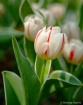 my tulip