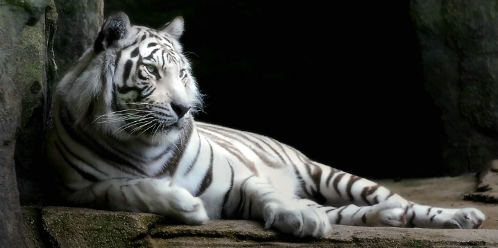 White Tiger