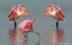Roseate Spoonbill...