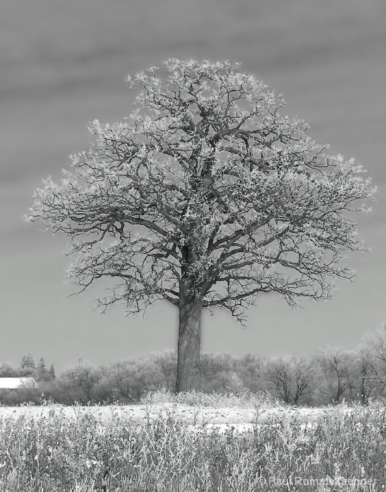 Lone Oak in Winter