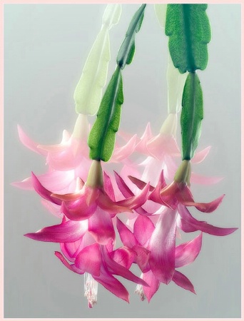 Christmas Cactus Reflections