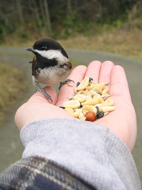 Bird Feeding Fun