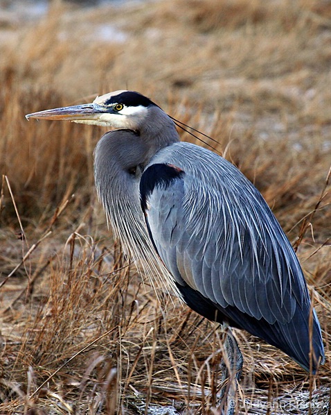 King of the Marsh