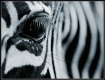 Zebra's Eye 