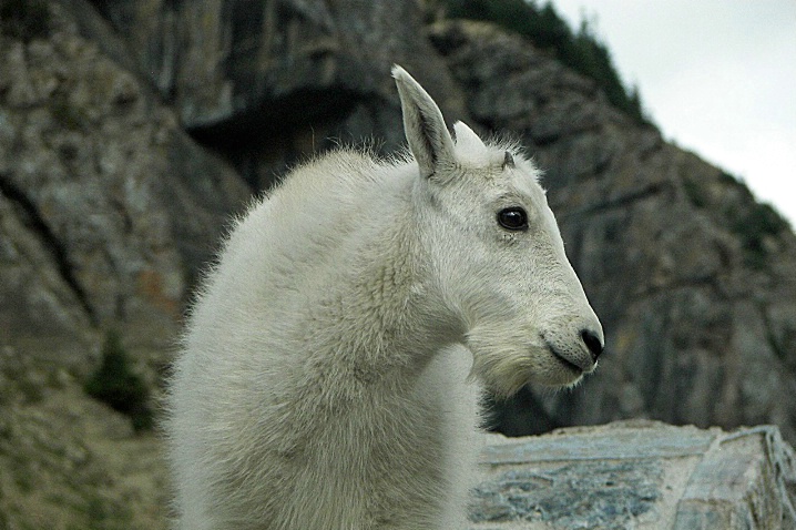 Kid Mountain Goat, Glacier National Park