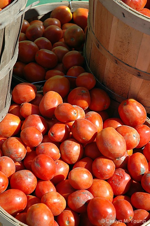 Tomatos at jean talon market