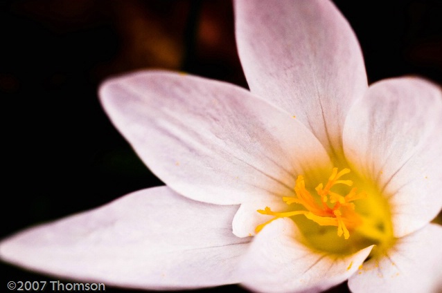 Arlington:  Fall Crocus