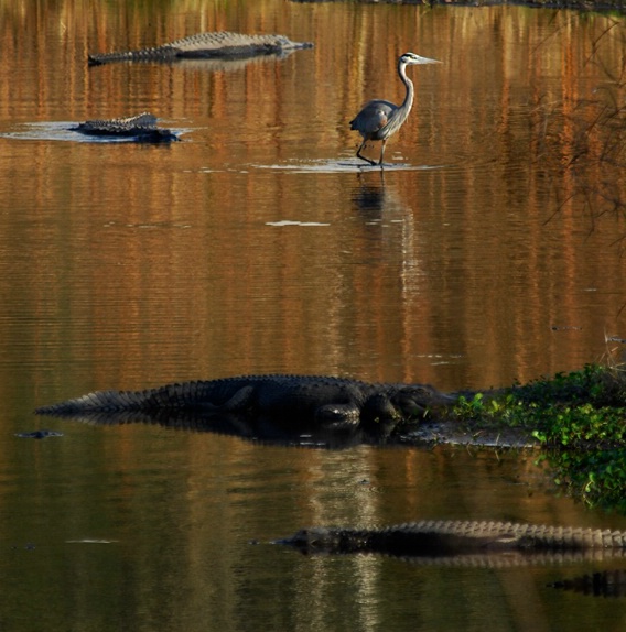 blue heron with alligators - ID: 5519627 © Michael Cenci
