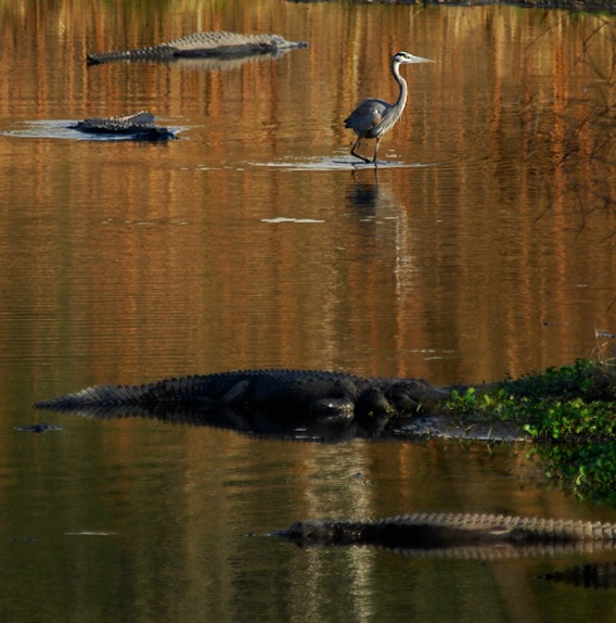 blue heron with alligators