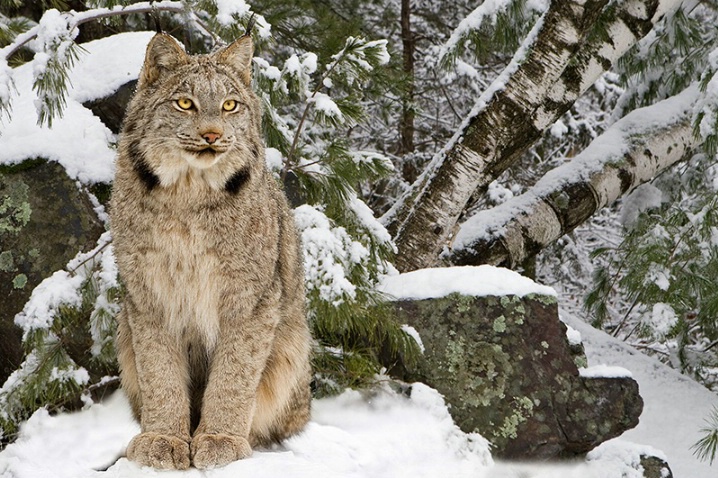 The Lynx in Winter