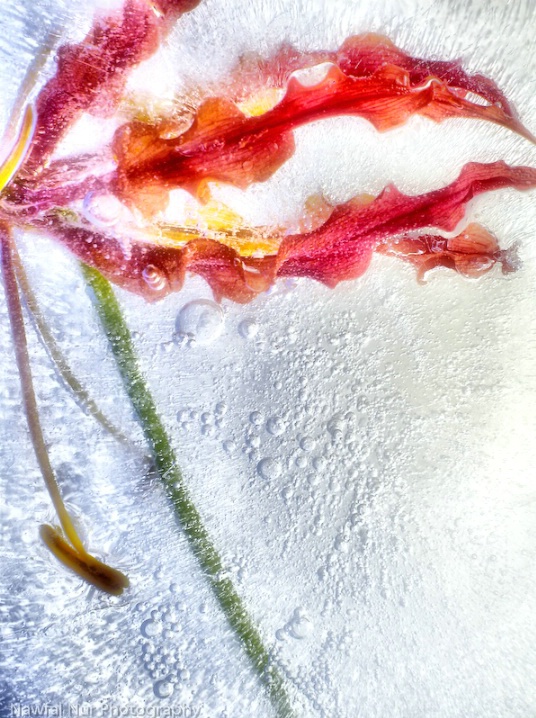 Gloriosa Lily in Ice, v.2