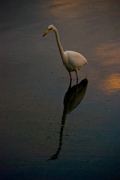 evening egret