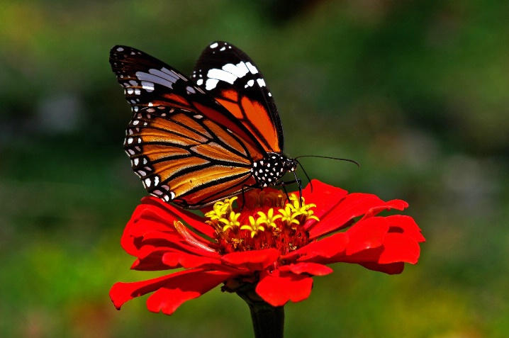 Butterfly - ID: 5521327 © VISHVAJIT JUIKAR