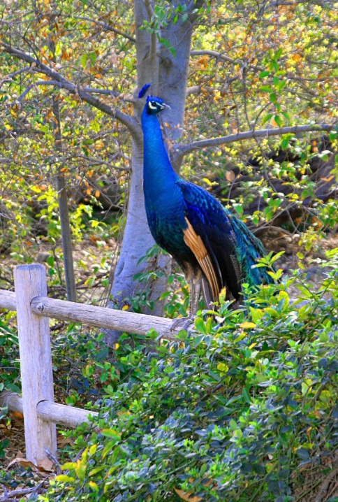 Peacock on a Fence