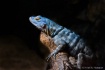 Baja Blue Lizard