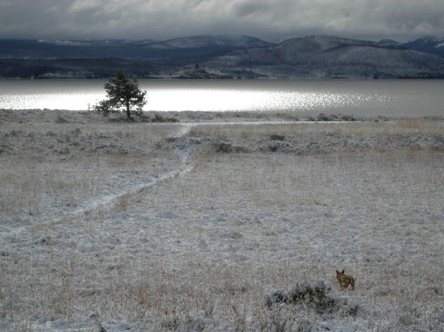 coyote at dawn, yellowstone lake