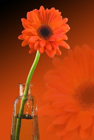 Gerbera Daisy