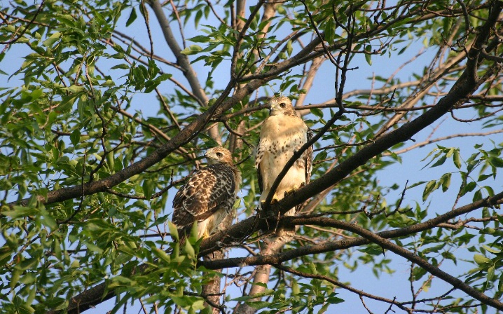 Baby red-tailed hawks