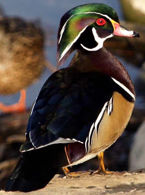 Wood Duck