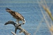 Heads or Tails?  ...