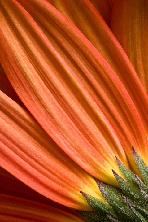 Gerbera Microscape