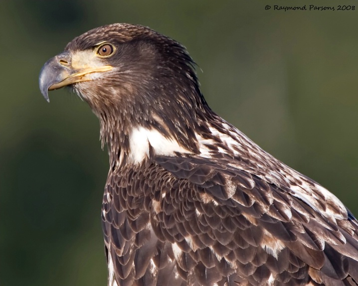 Bald Eagle (Juvenile) - Not Captive